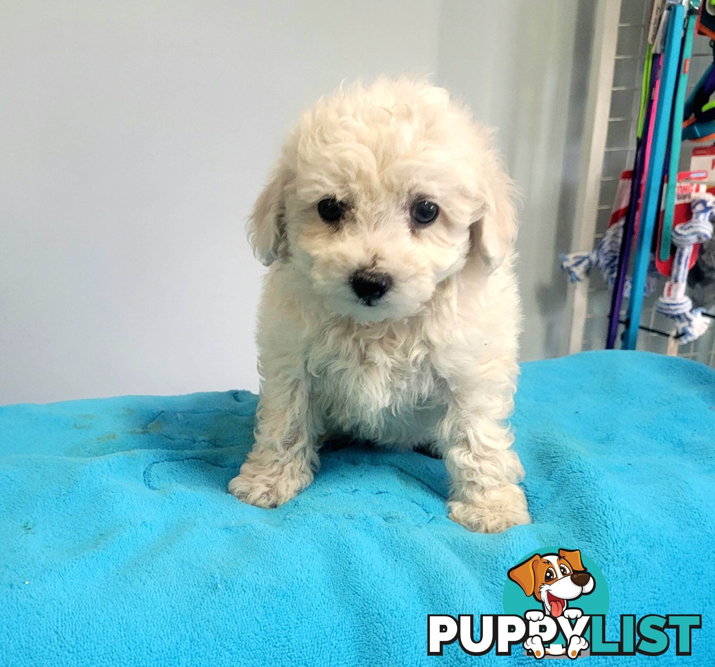 Bichon Puppies male and female