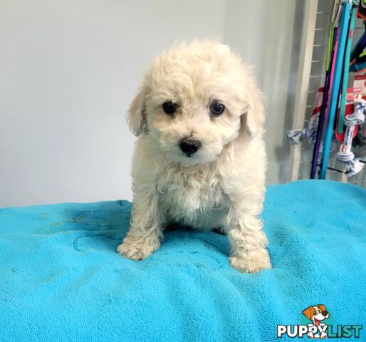 Bichon Puppies male and female