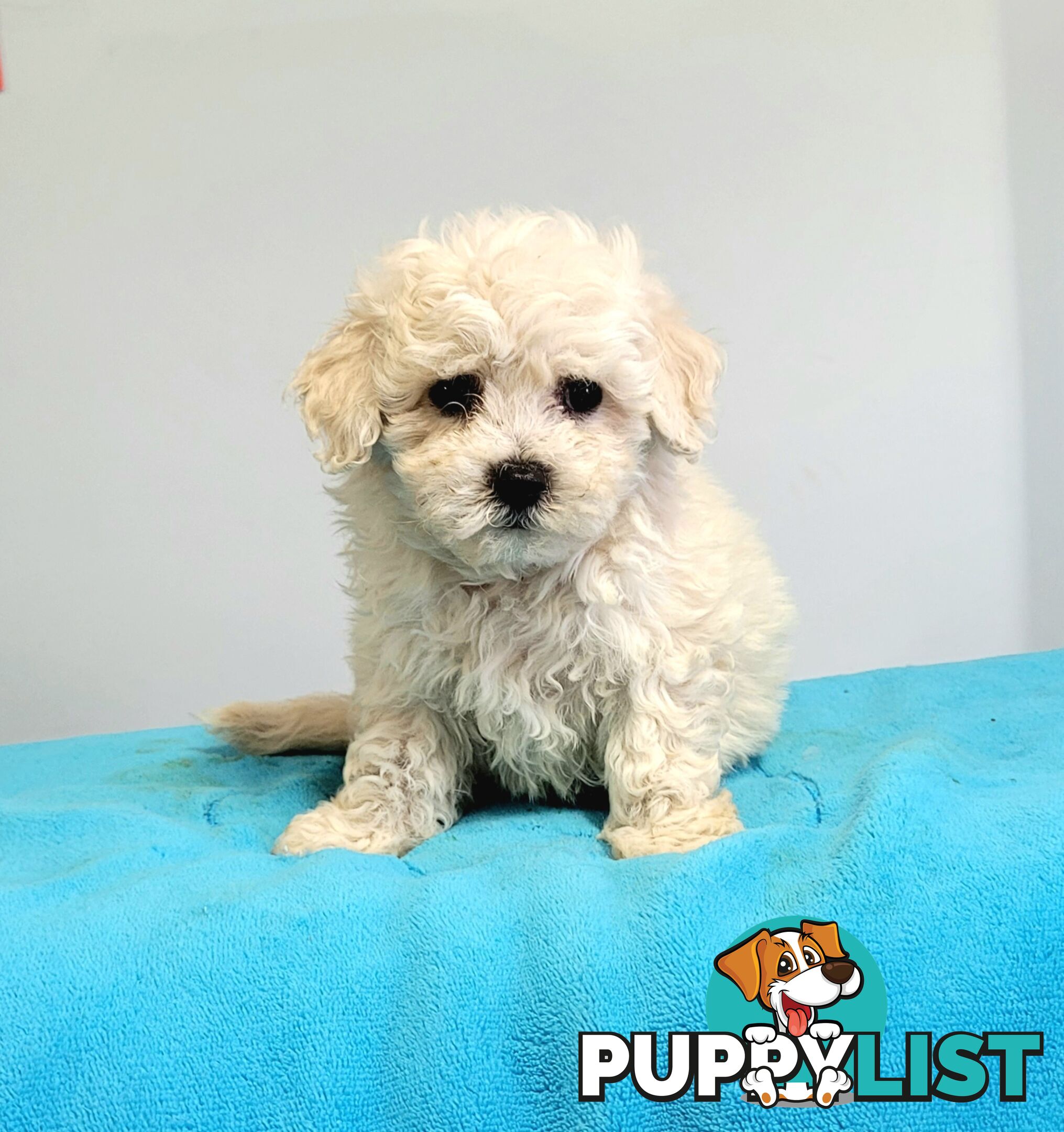 Bichon Puppies male and female