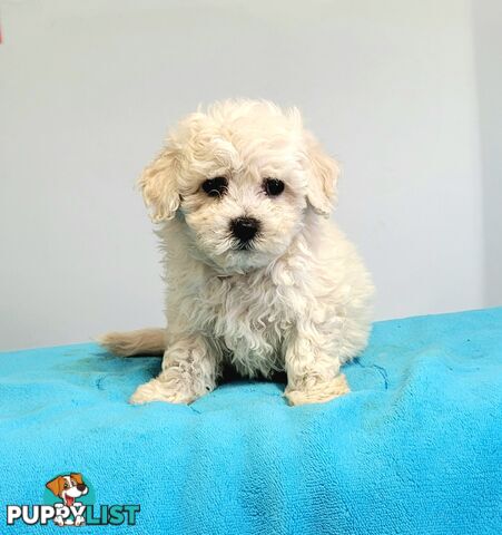 Bichon Puppies male and female