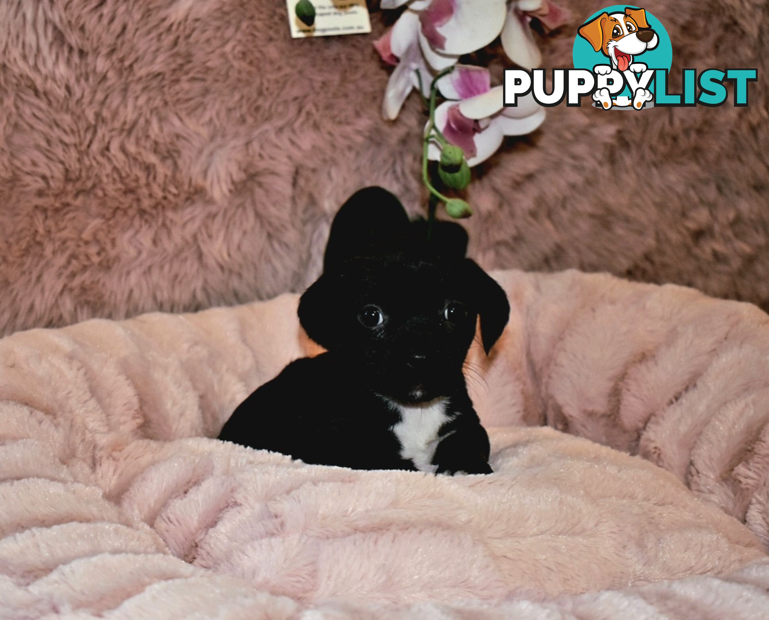 Jack Russell x Pug puppies  Jug pups'