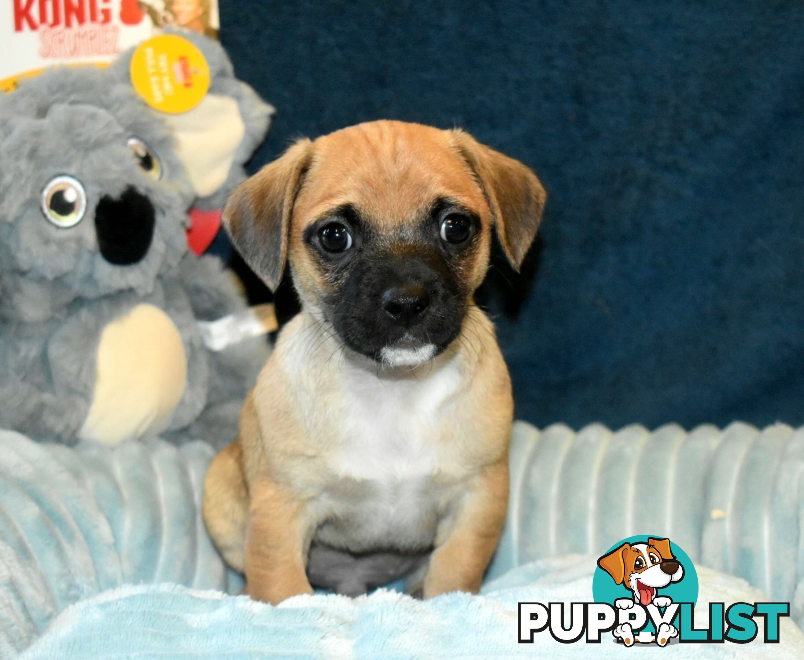 Jack Russell x Pug puppies  Jug pups'