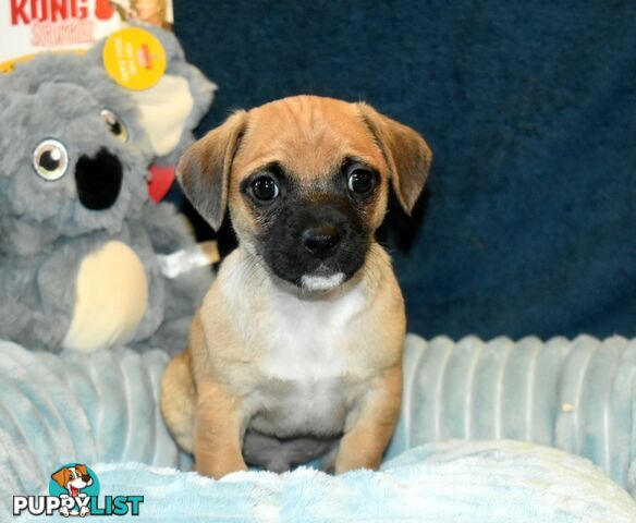 Jack Russell x Pug puppies  Jug pups'