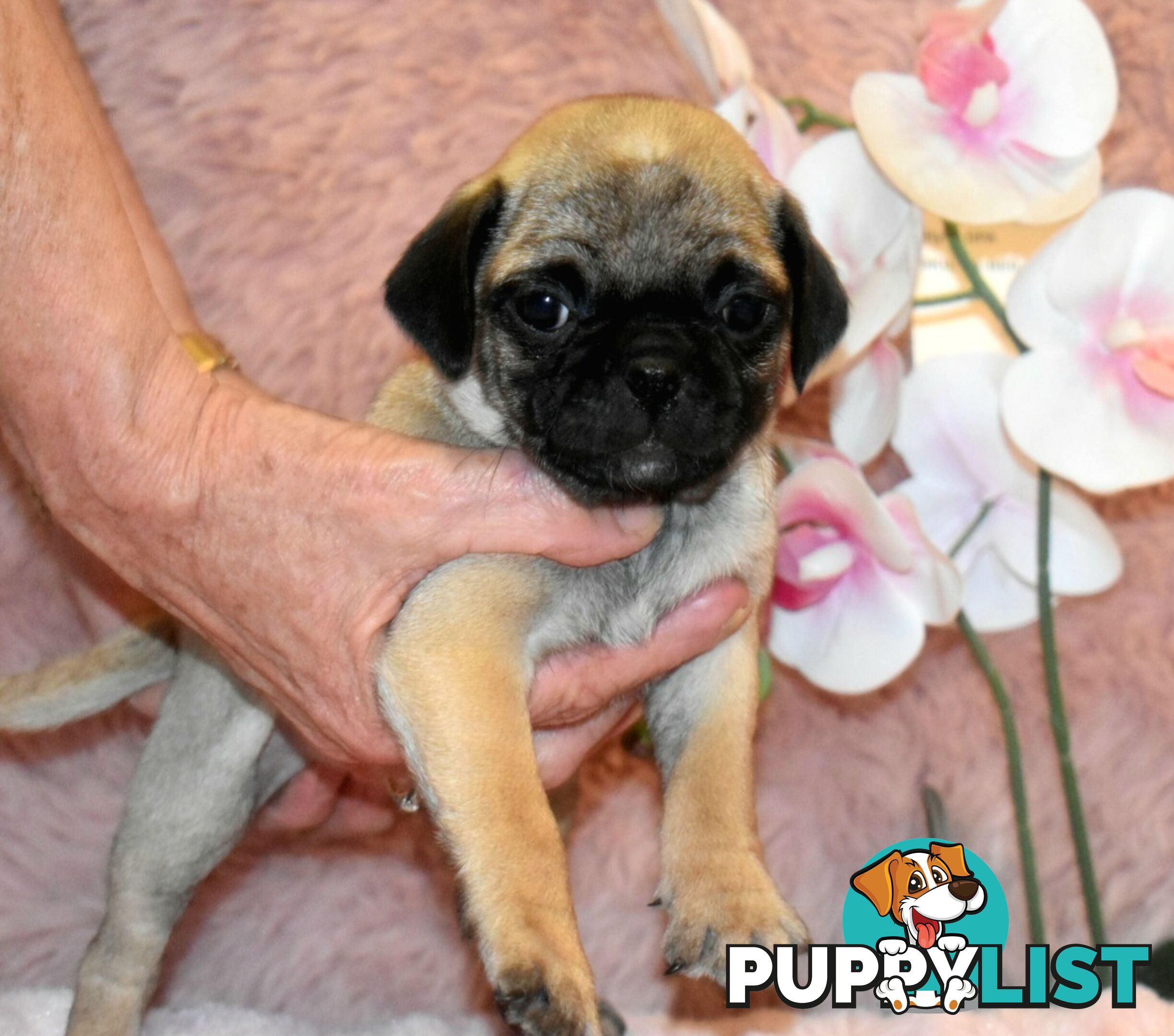 Jack Russell x Pug puppies  Jug pups'