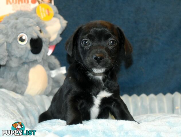 Jack Russell x Pug puppies  Jug pups'