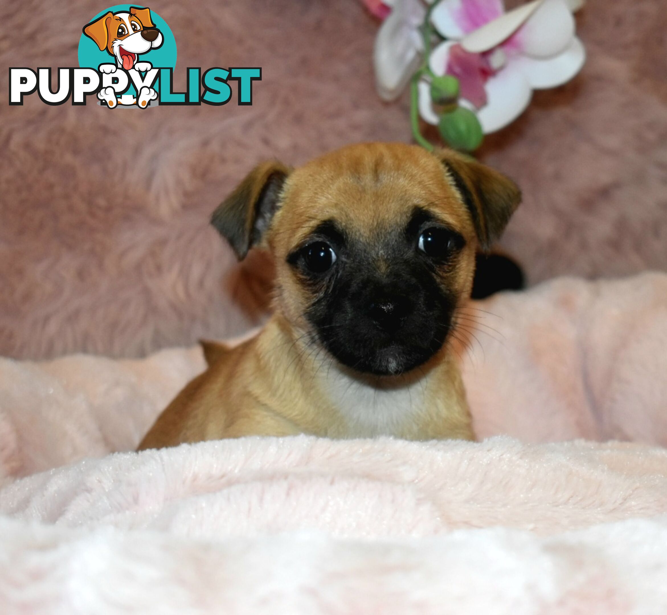 Jack Russell x Pug puppies  Jug pups'