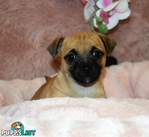 Jack Russell x Pug puppies  Jug pups'