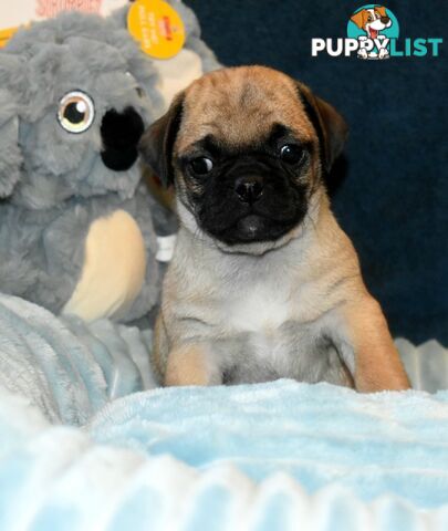 Jack Russell x Pug puppies  Jug pups'