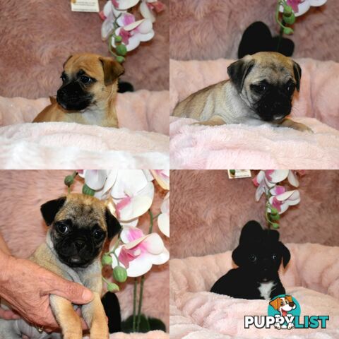 Jack Russell x Pug puppies  Jug pups'