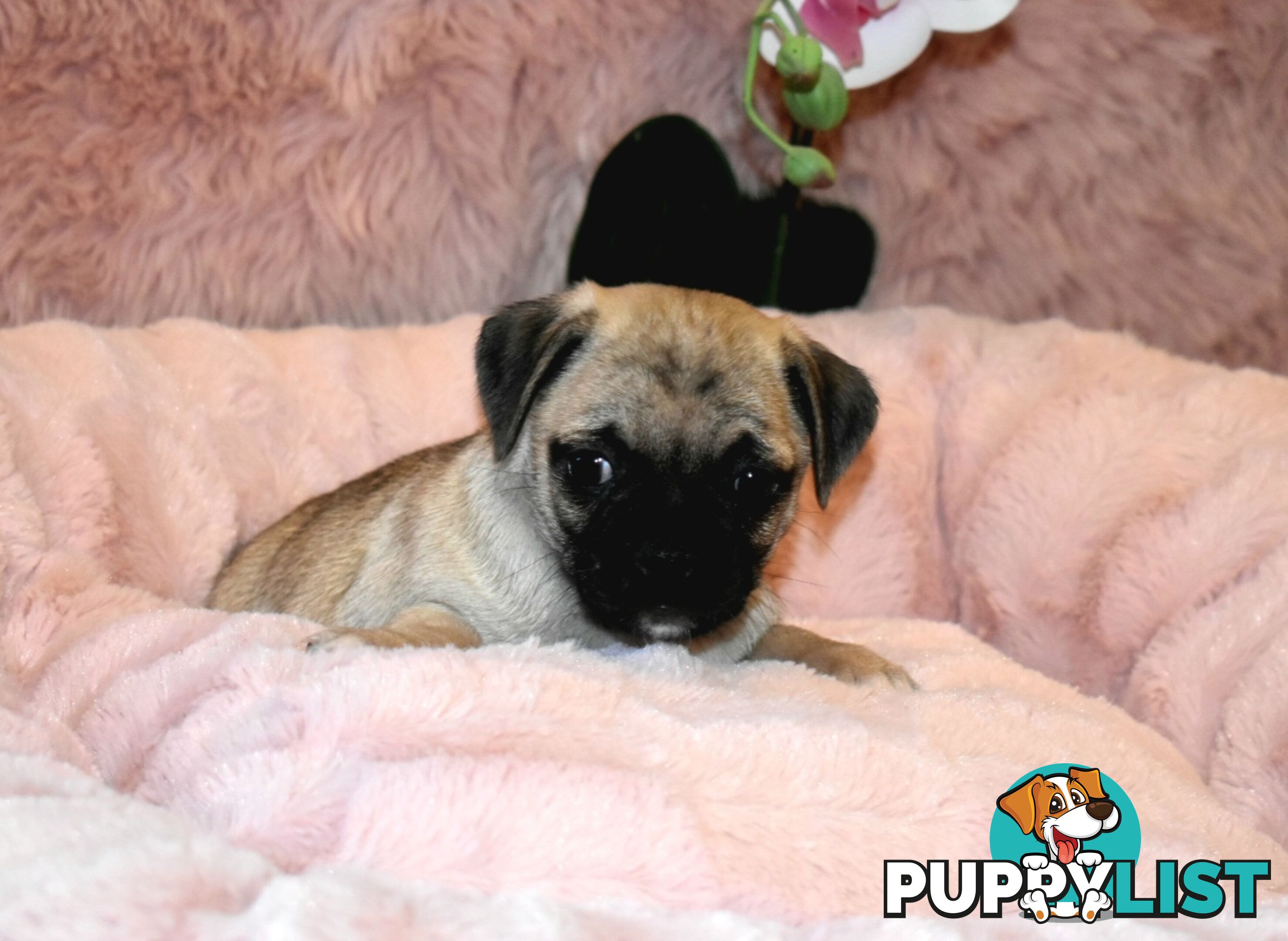 Jack Russell x Pug puppies  Jug pups'