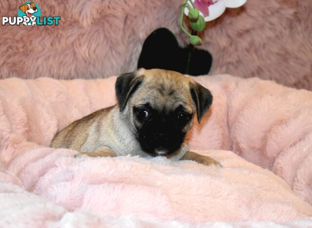 Jack Russell x Pug puppies  Jug pups'