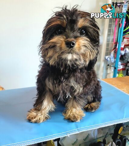 Cavoodle puppies Male and Female ready now