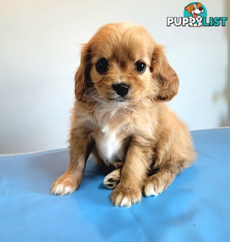 Cavoodle puppies Male ready now