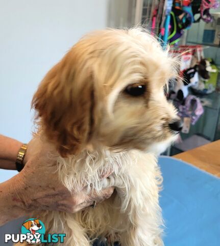 Cavoodle puppies Male and Female ready now