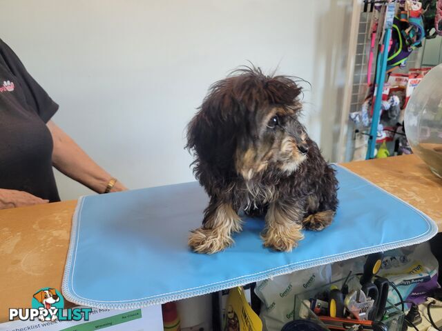 Cavoodle puppies Male and Female ready now