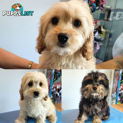 Cavoodle puppies Male and Female ready now