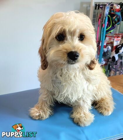 Cavoodle puppies Male and Female ready now