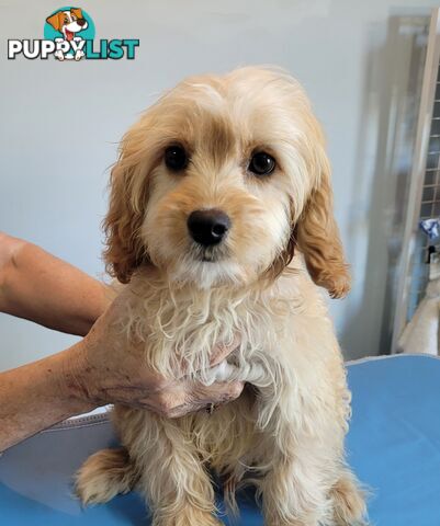 Cavoodle puppies Male and Female ready now