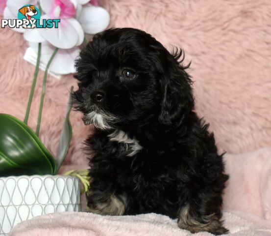 Shih Tzu x Toy Poodle puppies male and female