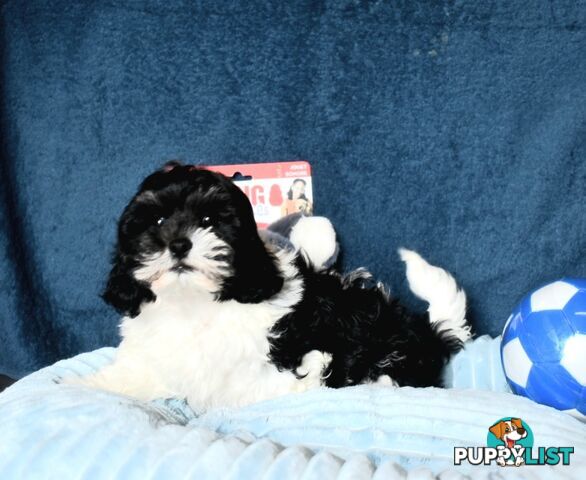 Shih Tzu x Toy Poodle puppies male and female