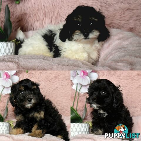 Shih Tzu x Toy Poodle puppies male and female