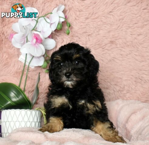 Shih Tzu x Toy Poodle puppies male and female