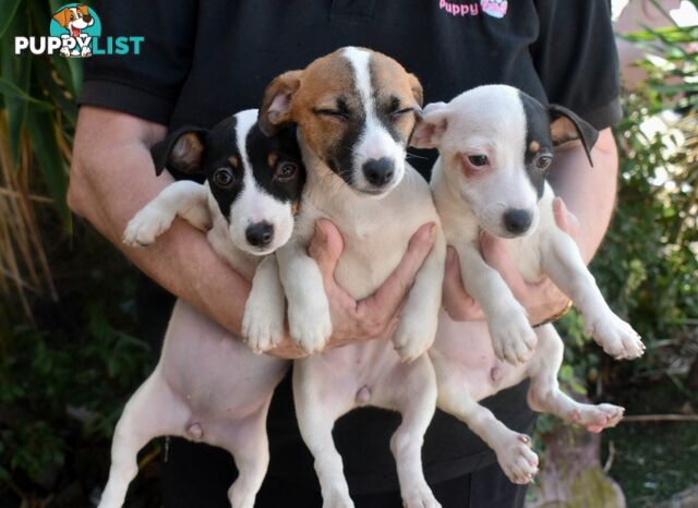 Jack Russell x Jackhound puppies male and female