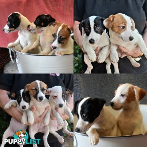 Jack Russell x Jackhound puppies male and female