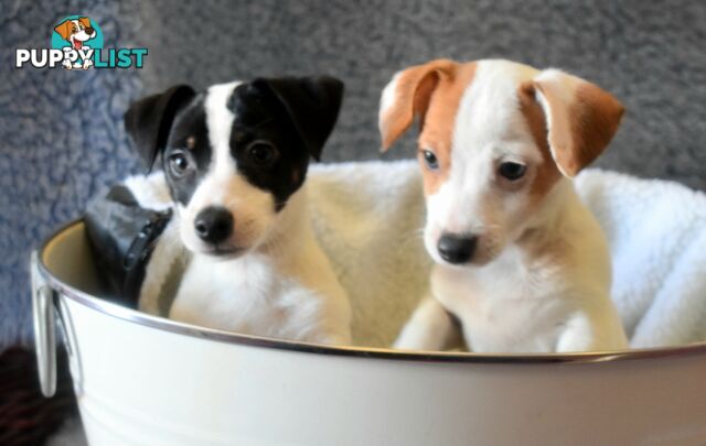 Jack Russell x Jackhound puppies male and female