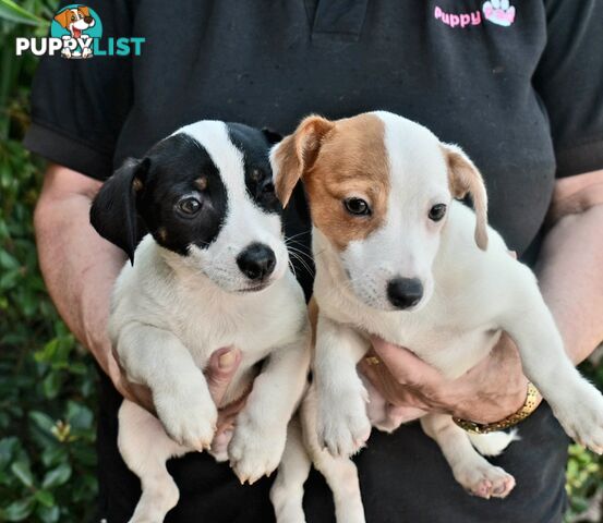 Jack Russell x Jackhound puppies male and female