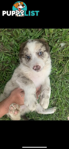 Border collies