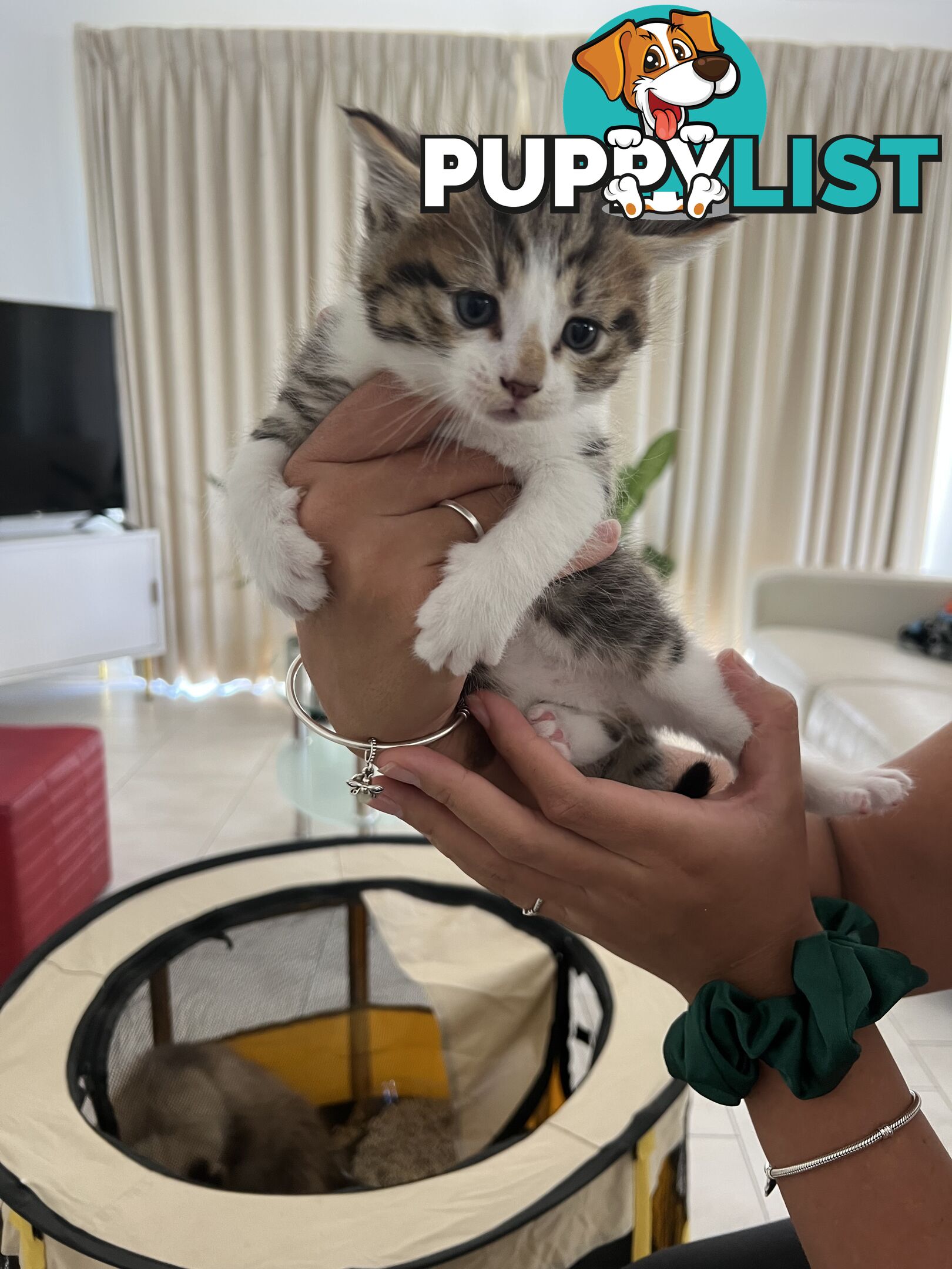 Gorgeous Ragdoll Crossbreed Kittens Doncaster