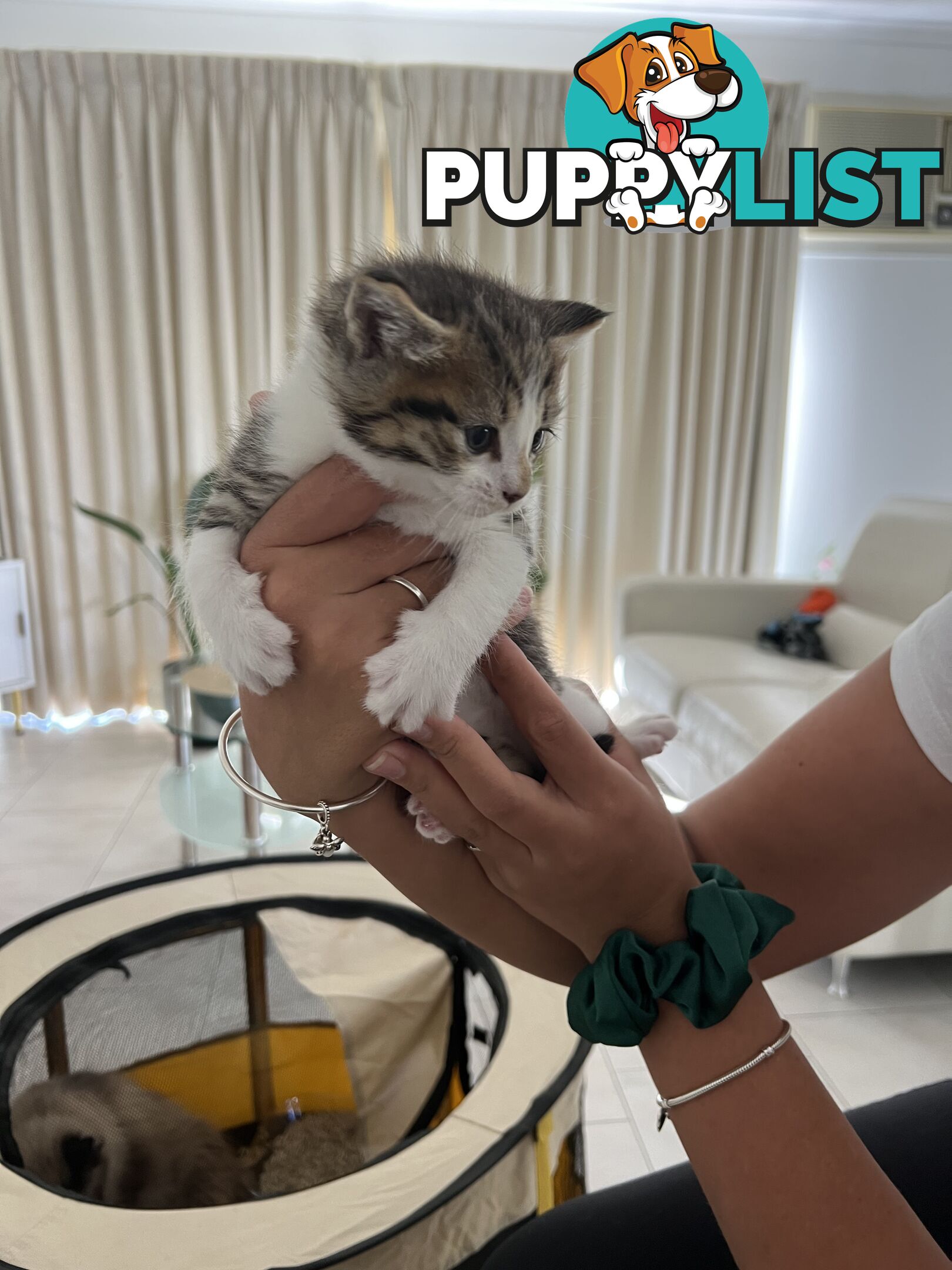 Gorgeous Ragdoll Crossbreed Kittens Doncaster