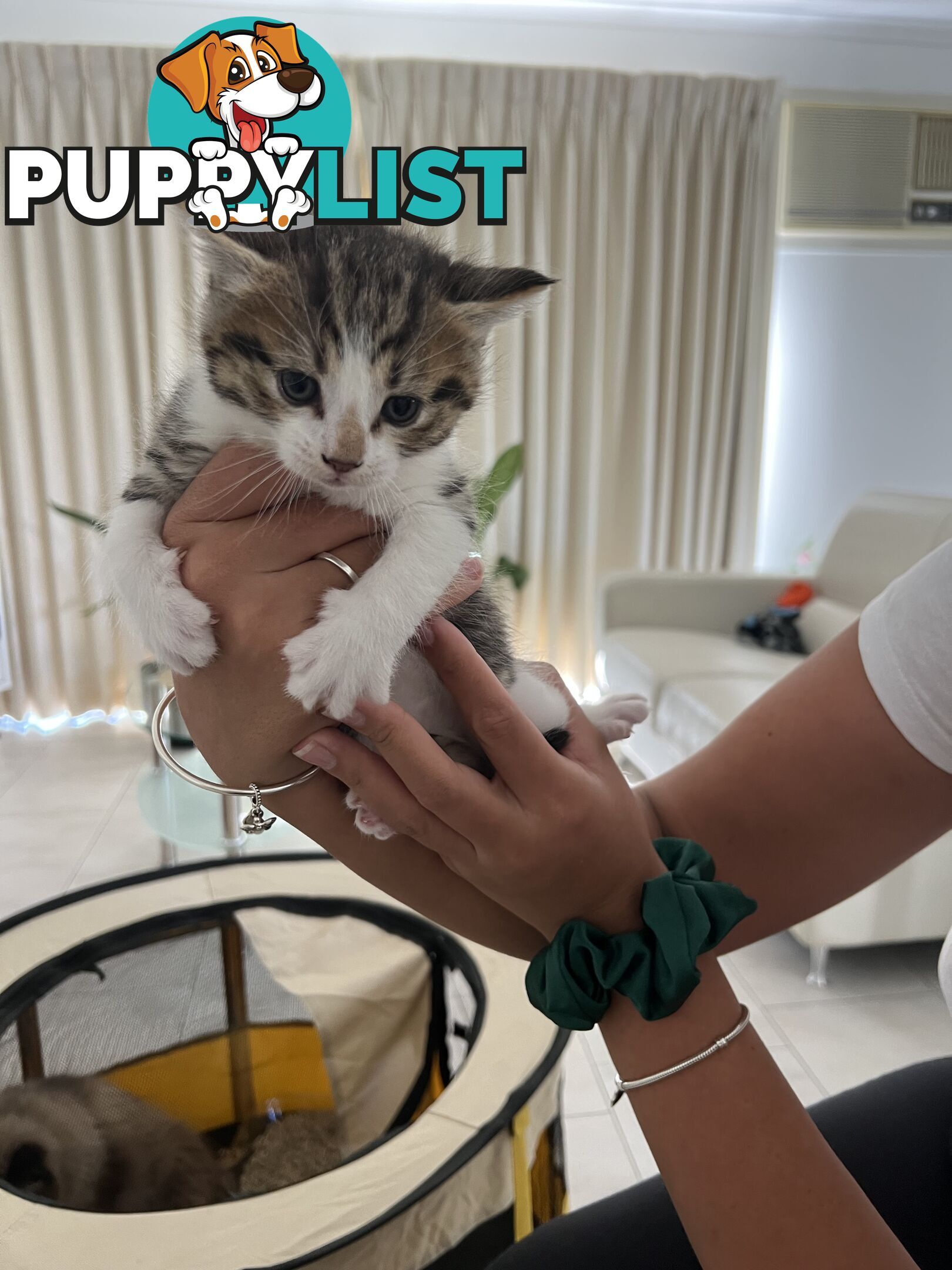 Gorgeous Ragdoll Crossbreed Kittens Doncaster