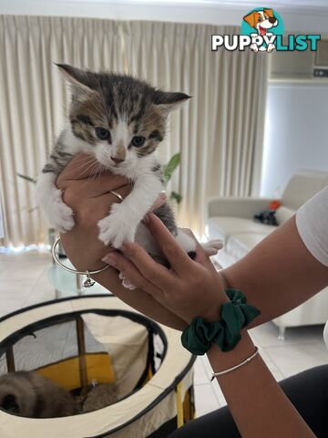 Gorgeous Ragdoll Crossbreed Kittens Doncaster
