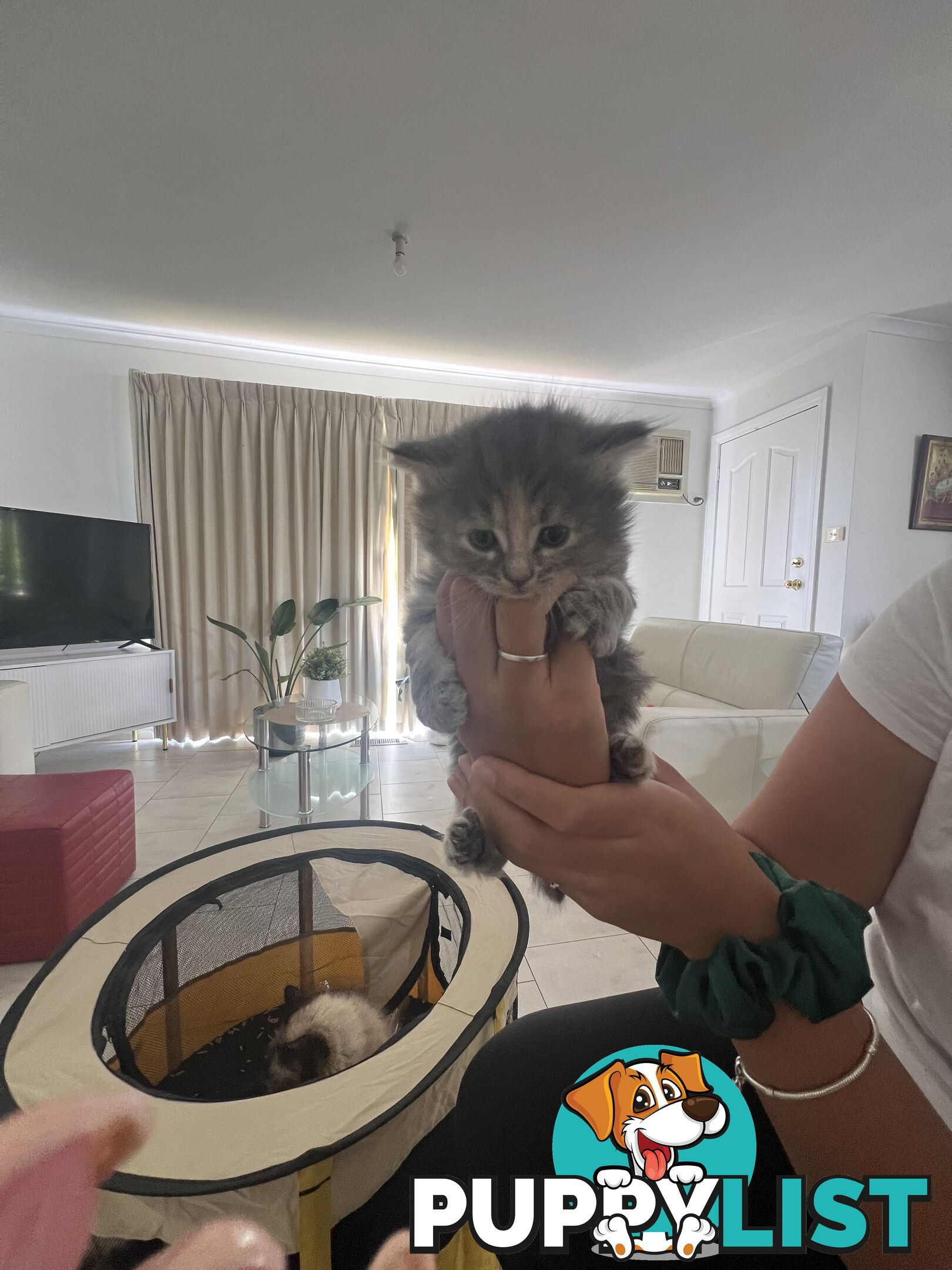 Gorgeous Ragdoll Crossbreed Kittens Doncaster