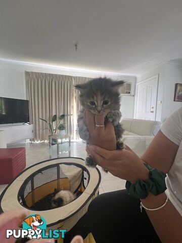 Gorgeous Ragdoll Crossbreed Kittens Doncaster