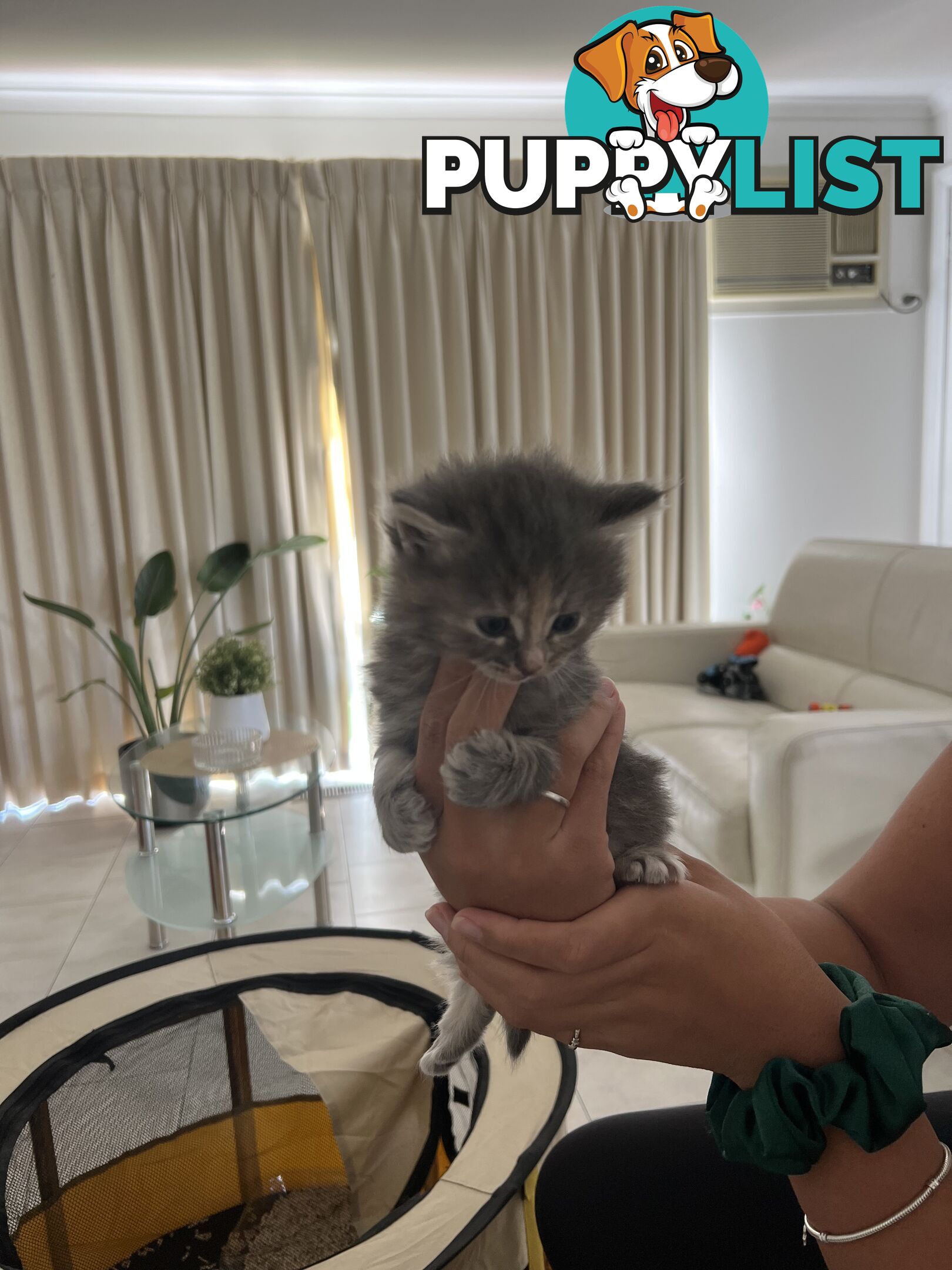 Gorgeous Ragdoll Crossbreed Kittens Doncaster