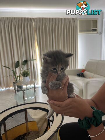 Gorgeous Ragdoll Crossbreed Kittens Doncaster