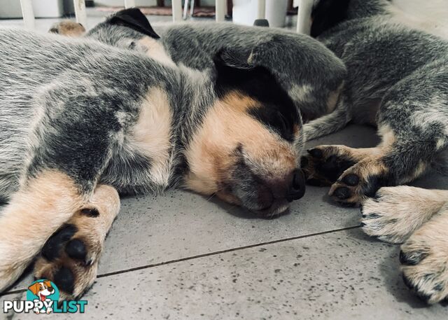 Adorable Queensland Heeler Puppies