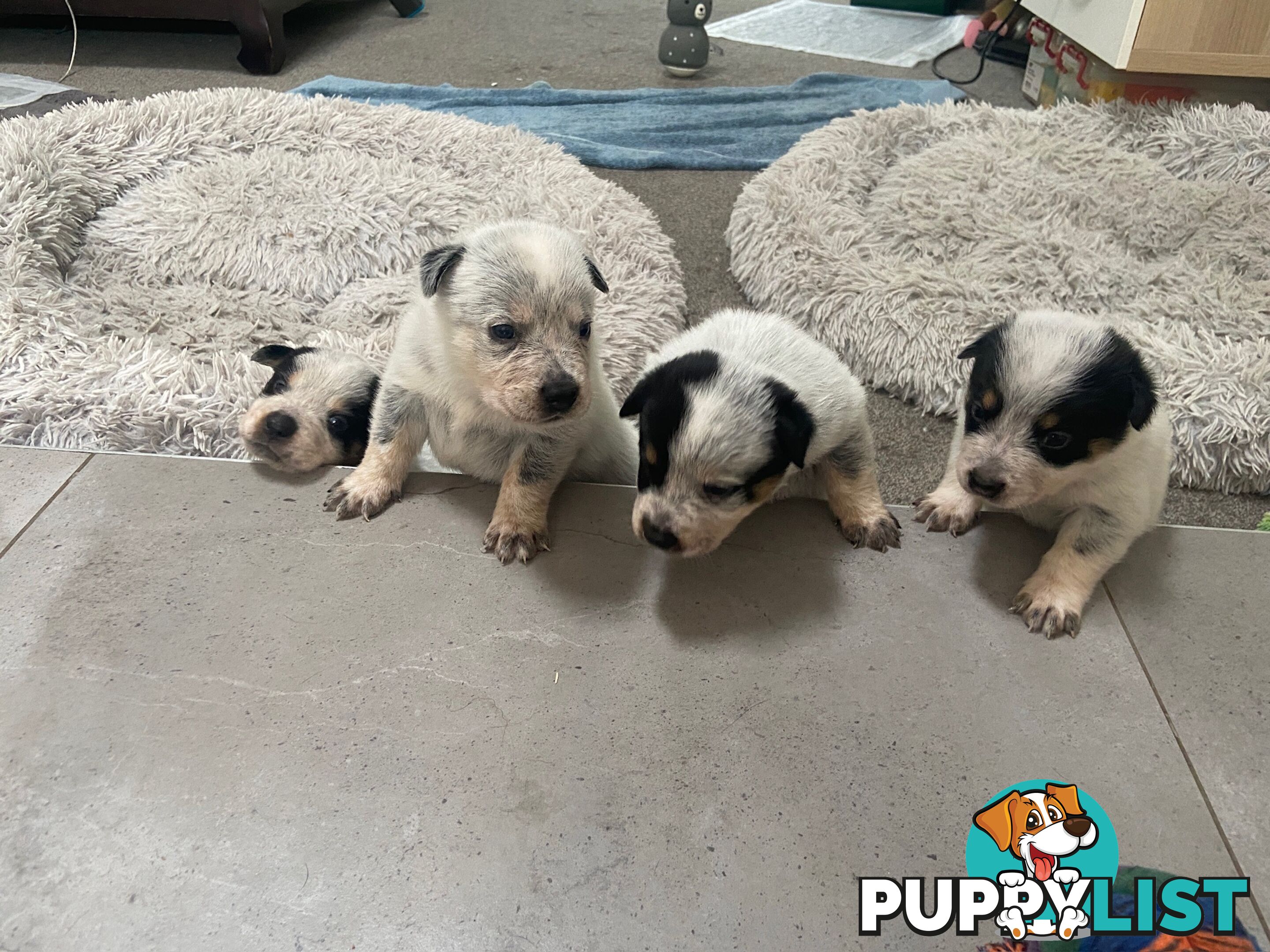 Adorable Queensland Heeler Puppies