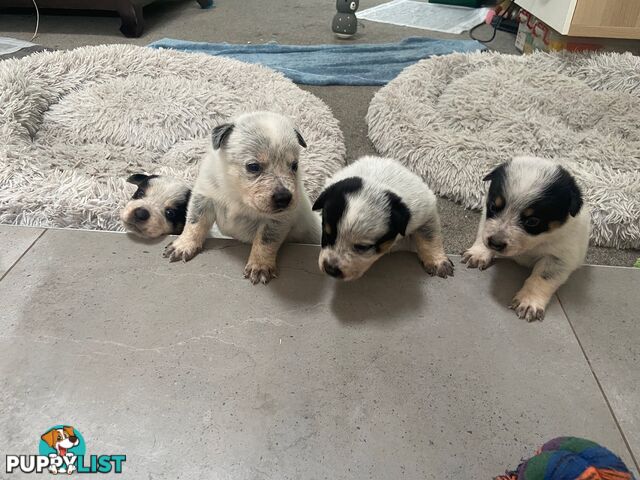 Adorable Queensland Heeler Puppies