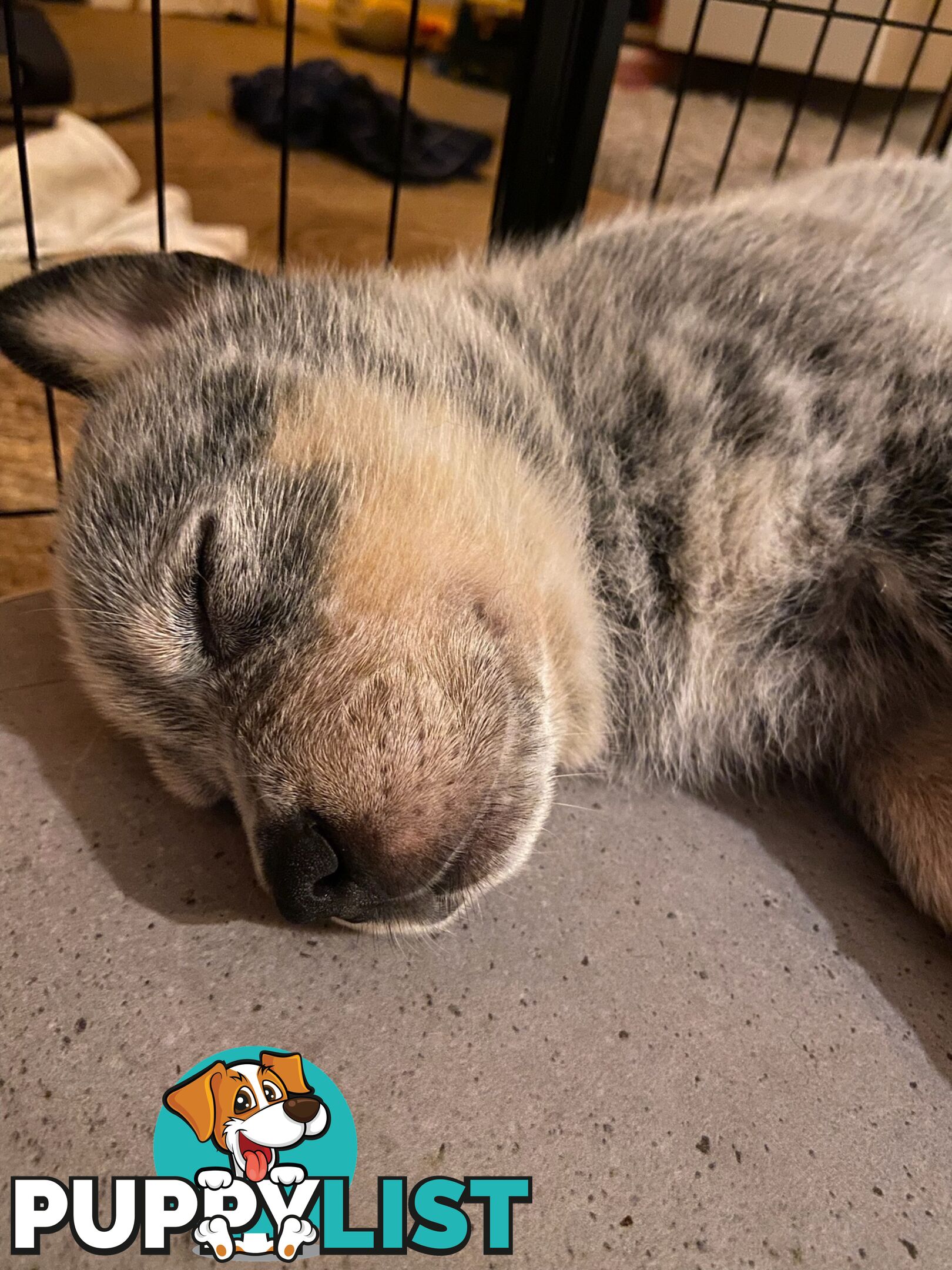 Adorable Queensland Heeler Puppies