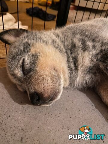 Adorable Queensland Heeler Puppies