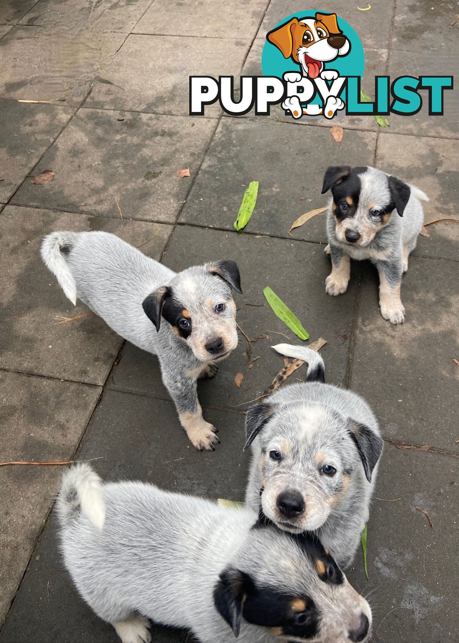 Adorable Queensland Heeler Puppies