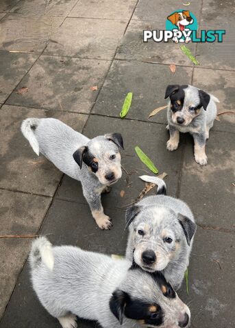 Adorable Queensland Heeler Puppies