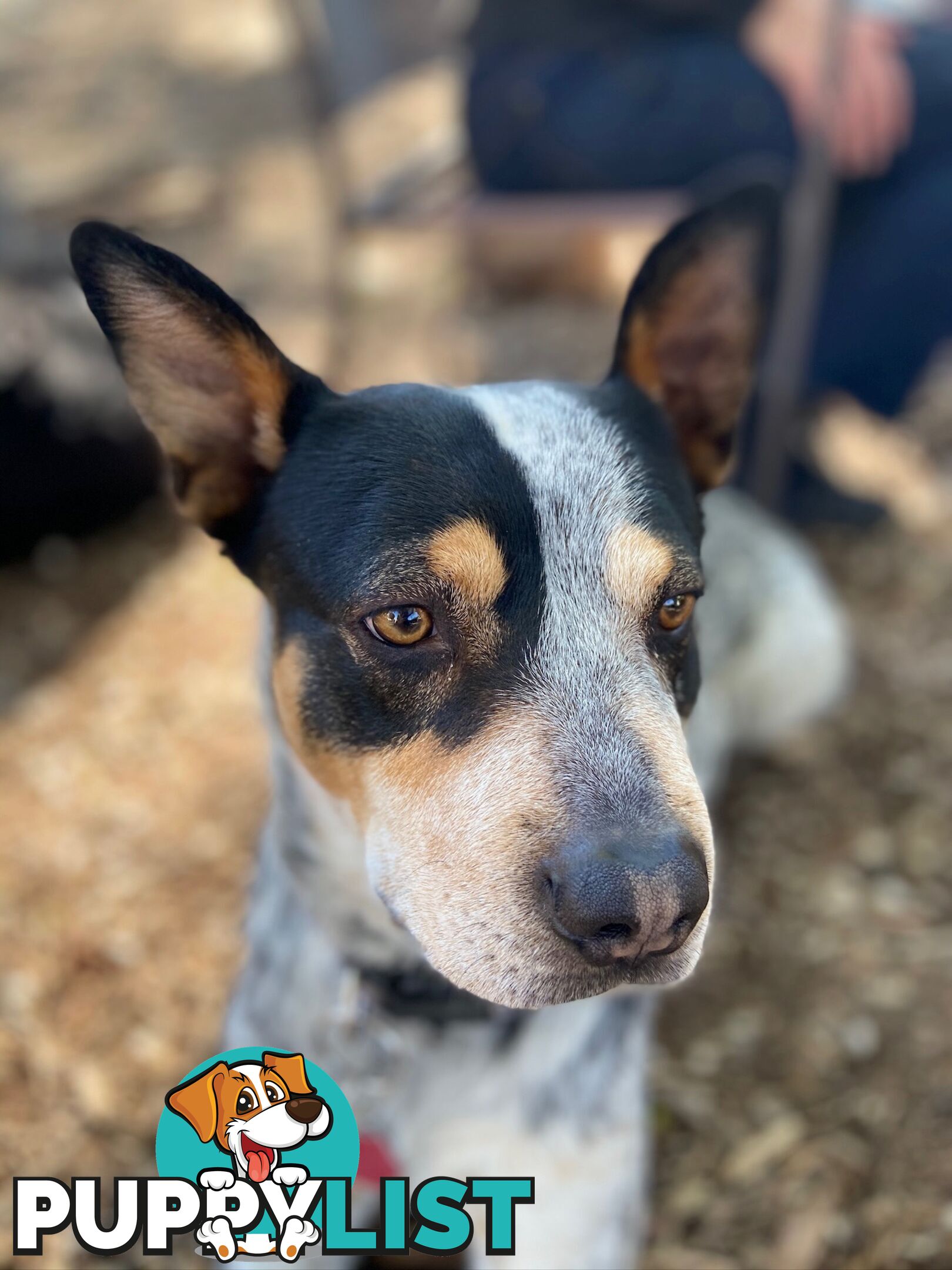 Adorable Queensland Heeler Puppies