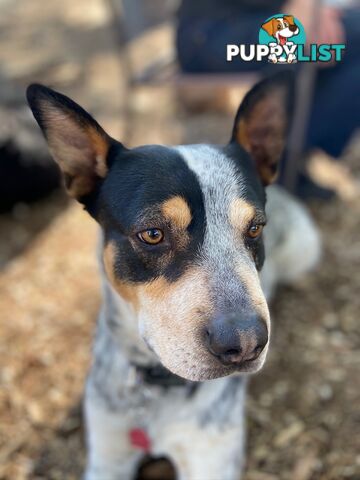 Adorable Queensland Heeler Puppies