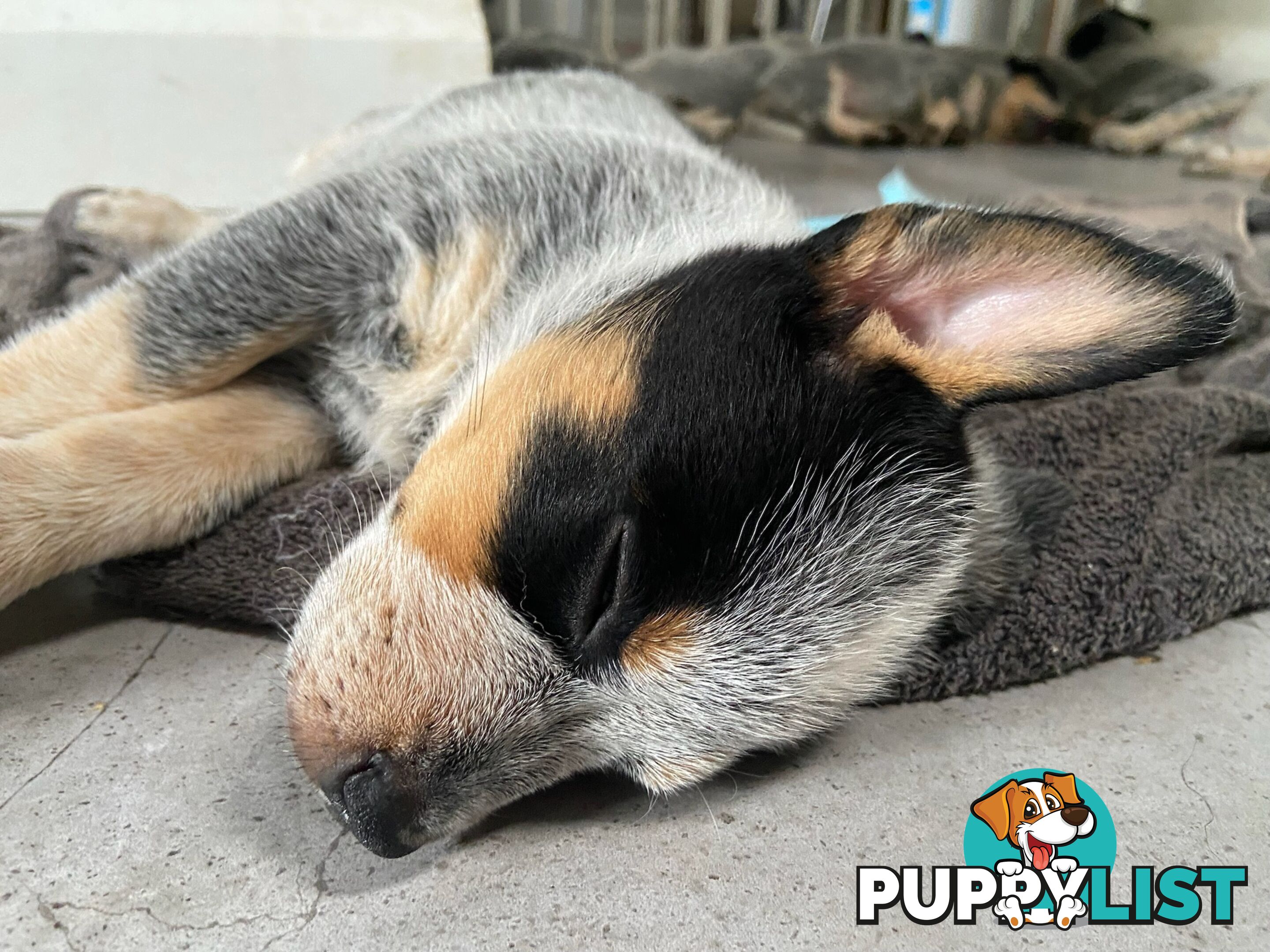 Adorable Queensland Heeler Puppies