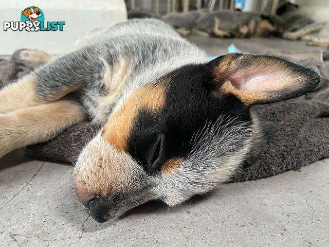 Adorable Queensland Heeler Puppies